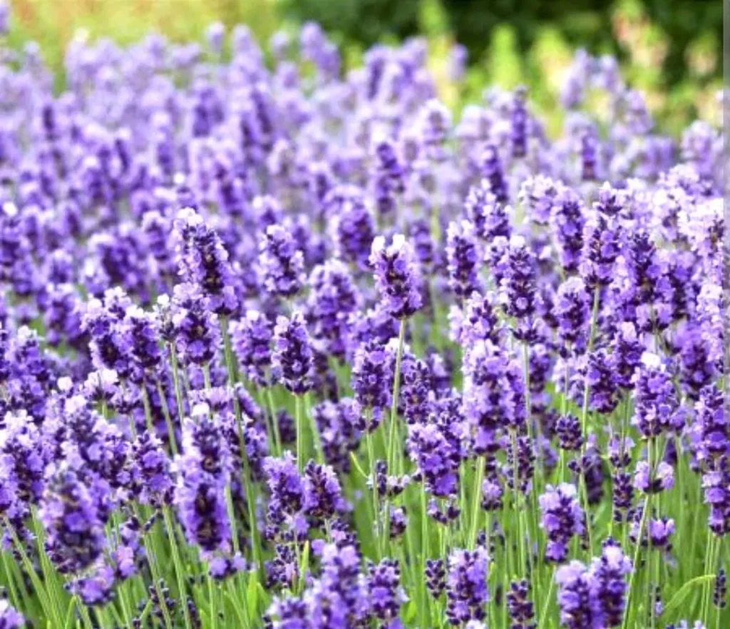 lavanda