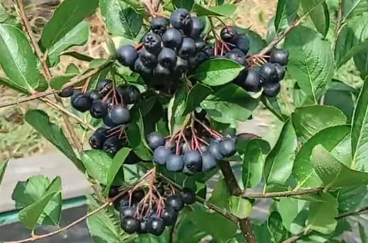 Аронія (Горобина чорноплідна)