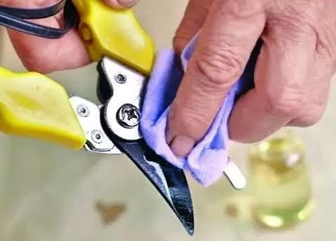 Як і для чого, дезінфікувати секатор та інше садове приладдя.