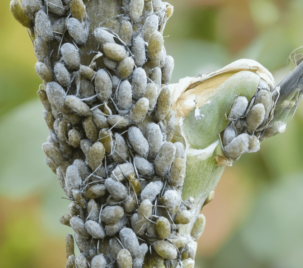Кращі способи для бородьби з Тлею – без хімії.
