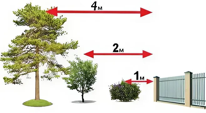 Нормативна відстань посадки дерев на ділянці