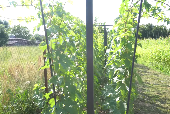 Шпалери для винограду