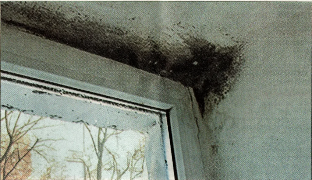Пліснява у будинку