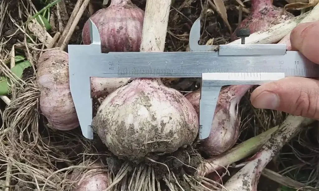 Великий часник