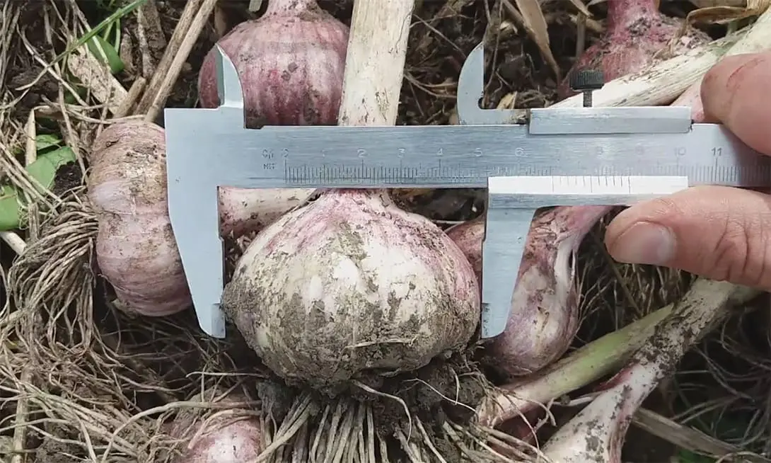 Великий часник