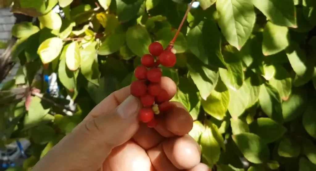 Лимонник китайський