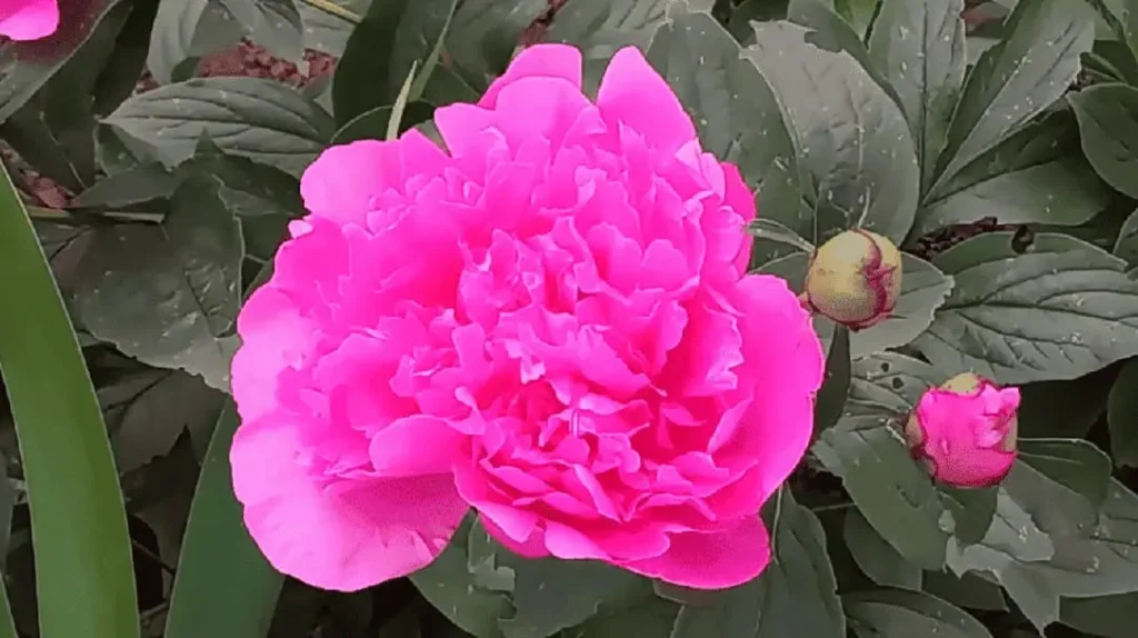 Півонія догляд