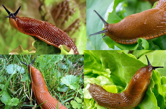 Руді іспанські слимаки