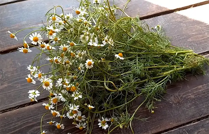 Ромашка аптечна