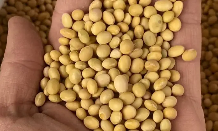 Соя в раціоні птиці та тварин