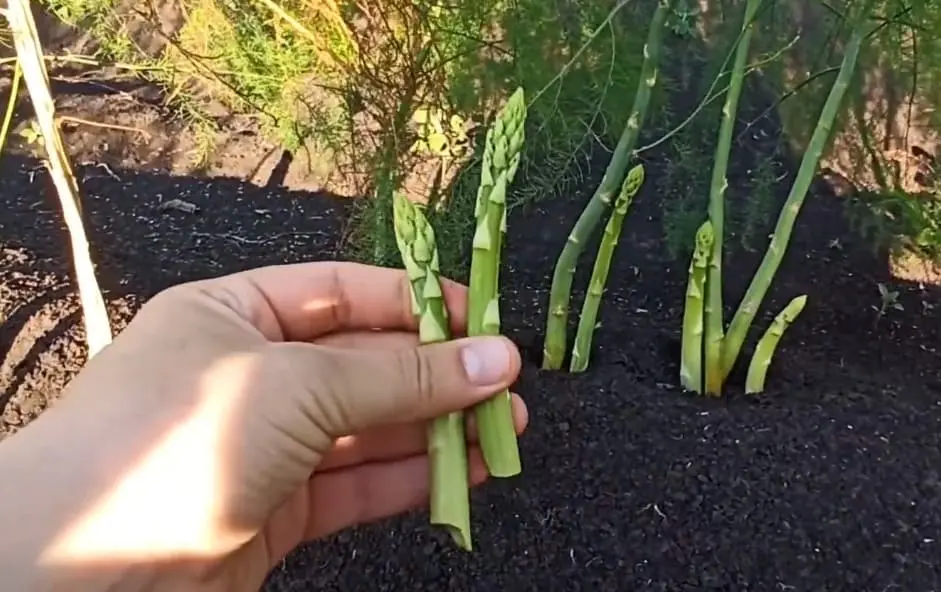 Посадка спаржі