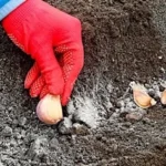 Що посіяти в ГРУДНІ? ТОП-5 культур на зиму.