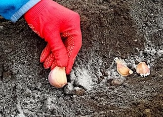 Що посадити у грудні?