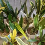 Топ-5 живучих кімнатних рослин: мінімум догляду