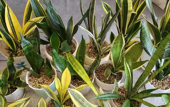 Живучі кімнатні рослини