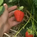 Чим підживити полуницю навесні, щоб зібрати солодкий і щедрий врожай