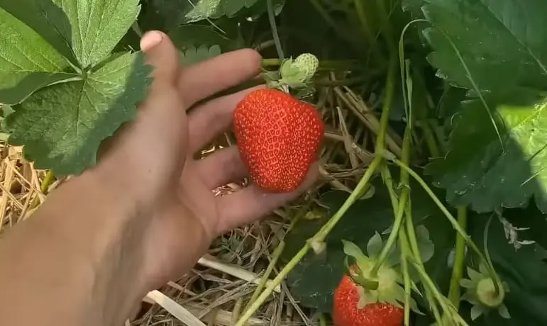 Підживлення полуниці на весні