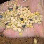 Соя для курей: смертельна помилка чи ідеальний білок? Розбираємося в деталях