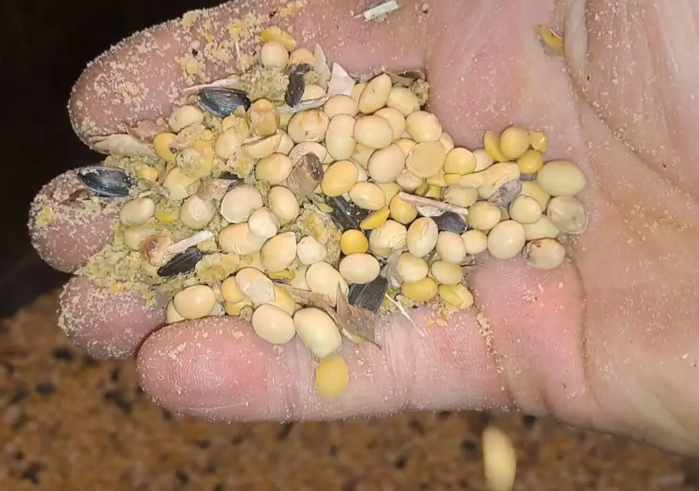 Соя для курей